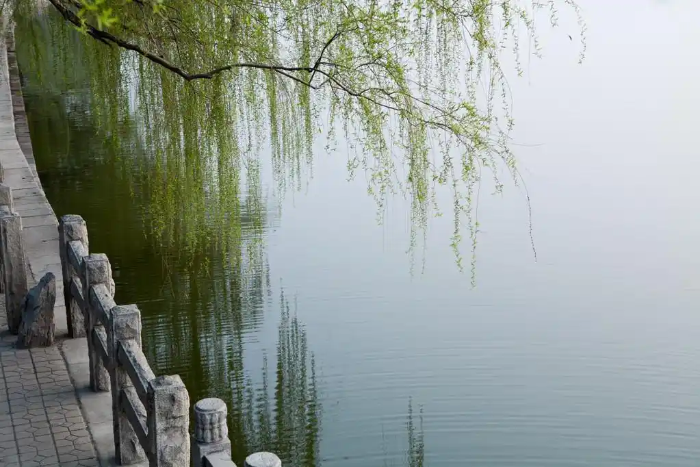 湖和垂柳,静静的湖边,柳树枝碰湖