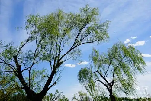 春风吹绿柳,皇园鸳鸯游