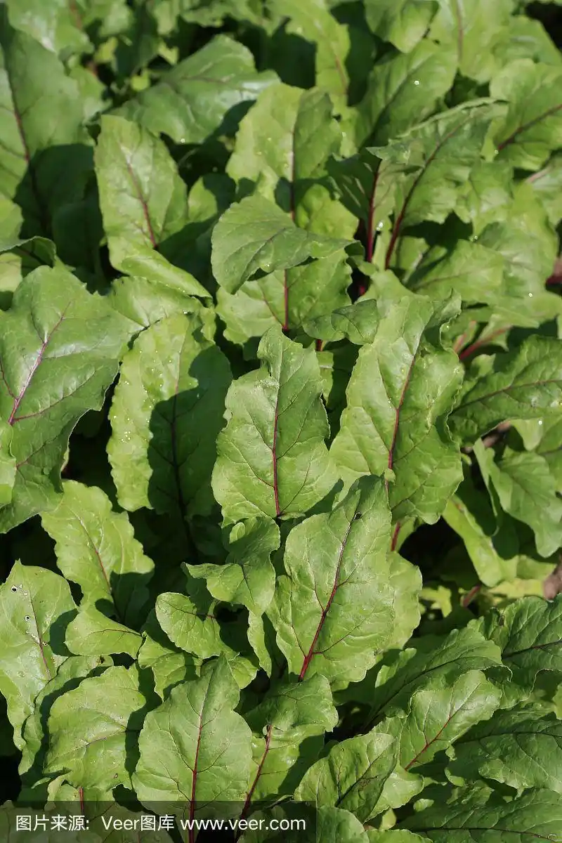 红色甜菜的叶子.