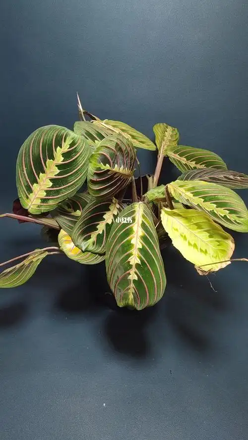 包邮红脉叶蝉竹芋室内绿植观赏植物藤本