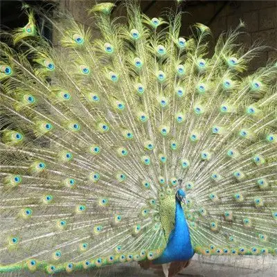 微信孔雀头像 好看的雄孔雀开屏图片
