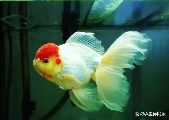 玻璃缸,而且泰狮的形成根据不同泰国鱼场的繁殖手段不同而有很大区分