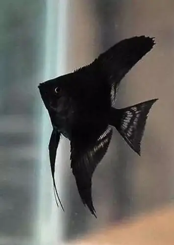 关贞远老师在北京朝阳区农民书画研究会水族专修班授课神仙鱼画法专辑