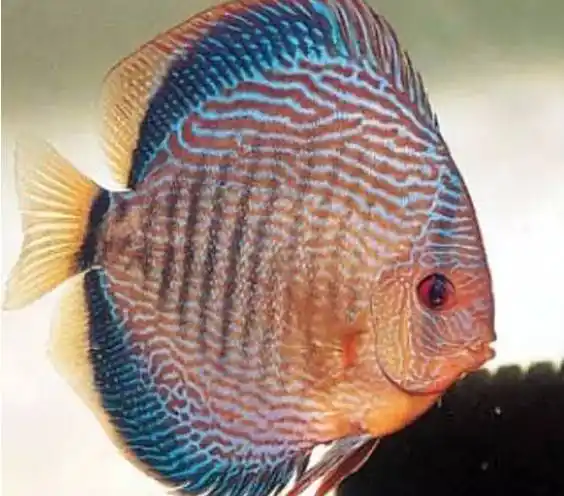 虎纹赤瞳仙子斑豹白蝴蝶阿莲卡黑格尔雪玉部分七彩神仙鱼图鉴众所周知