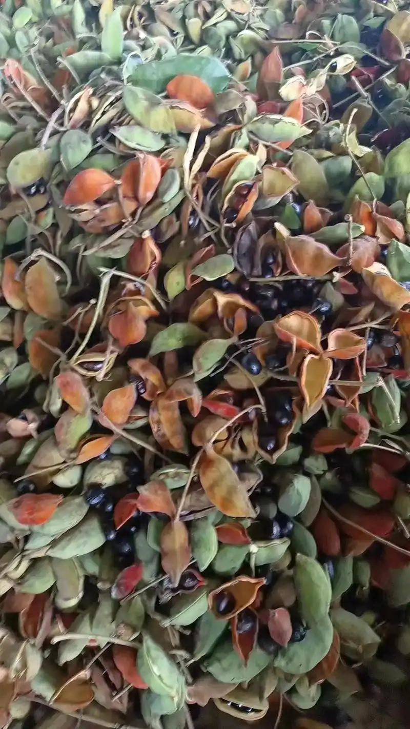 97凤眼果,又名九层皮97 73营养价值非常高!