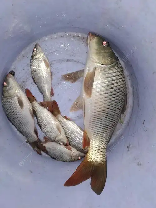 降温都是鱼好钓,怎么我感觉相反.