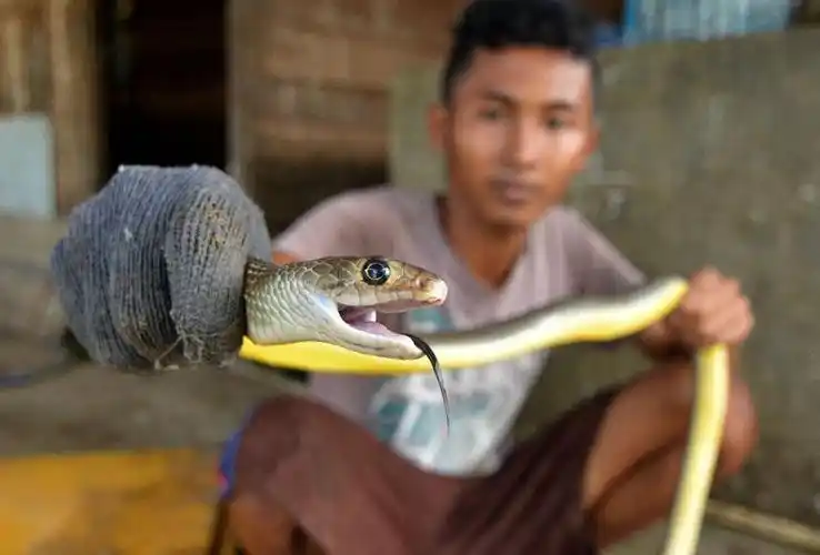 探访印尼屠蛇场手剥蛇皮尸体制成蛇干组图