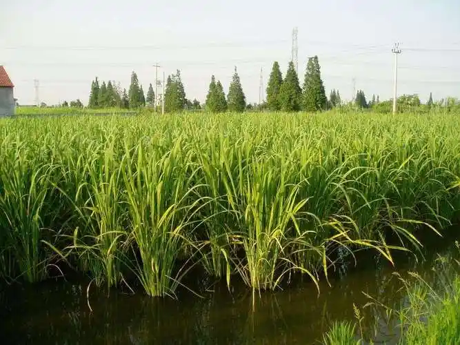 茭白既是五谷又是中药!网友:为何人们把它当成了笋?