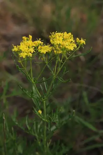 糙叶败酱图片 糙叶败酱野菜图片
