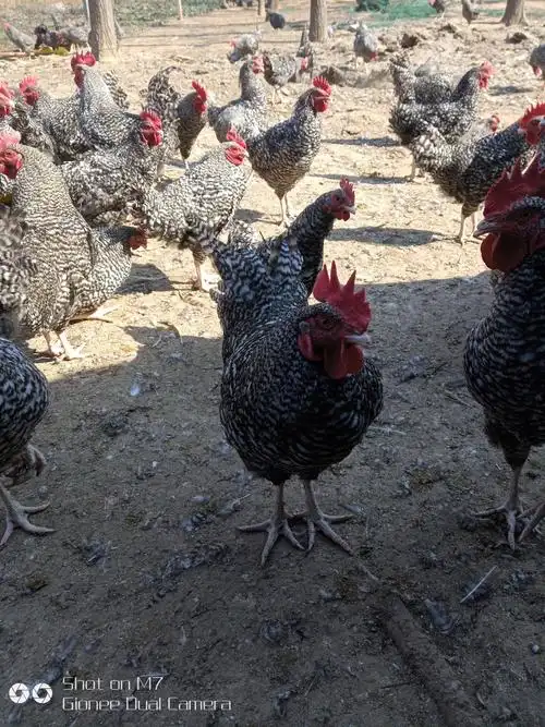 汶上芦花鸡 3-4斤 公