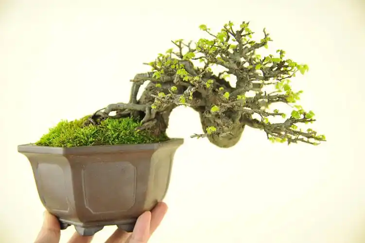 榔榆盆景的养殖方法