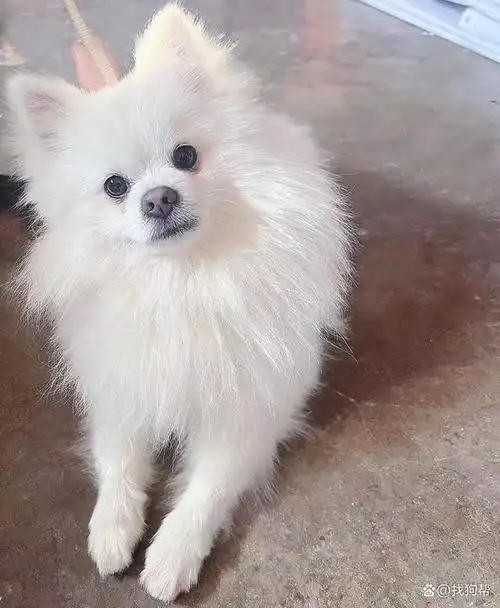 青岛市城阳区500寻找白色博美犬