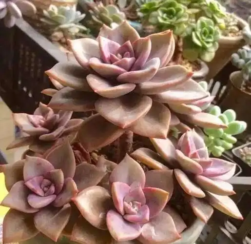 夏季喜欢养多肉就养盆旭鹤吧它属于夏型种度夏没困难