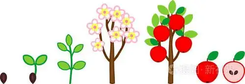苹果树的生命周期.从种子到树到果实的植物生长阶段
