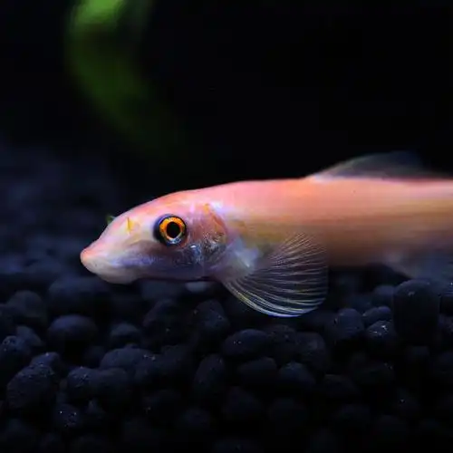 金苔鼠鱼活体淡水热带观赏鱼清道夫青苔鼠鱼缸清洁工具鱼除藻底栖