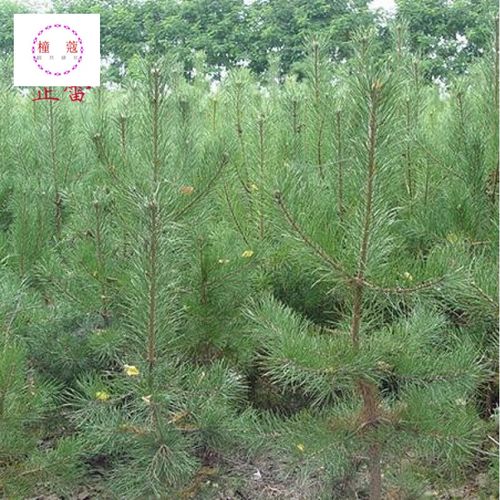 樟子松种子  当年新日本海拉尔松种子 蒙古赤松 黑河赤松种子 半斤