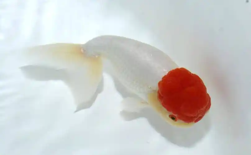 鹅头红金鱼,是北京金鱼传统品种之一,属蛋种金鱼,头型变异为鹅头型.