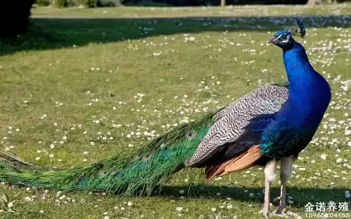 一只孔雀有几只脚