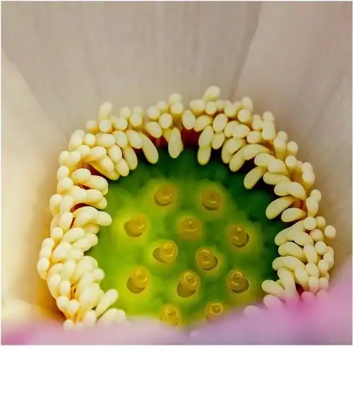 荷花花蕊一一2009年摄于苏州