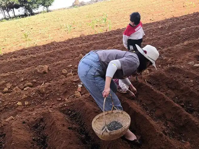 "播种希望,收获快乐"——大二班向日葵种植活动