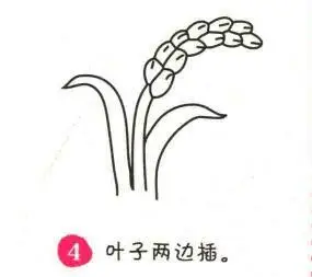 水稻的简笔画水稻之父的简笔画 信息图文欣赏手绘稻谷水稻简笔画