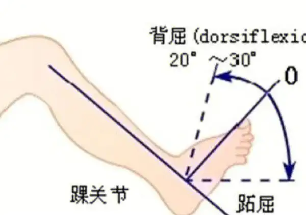 本文我们主要讨论的是背伸(同背屈)和跖屈,内翻和外翻的动作