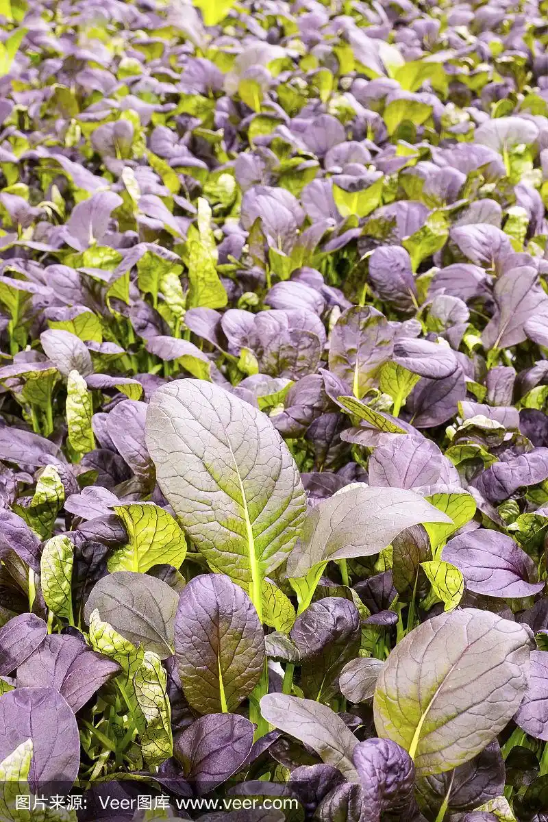 红色的长叶莴苣