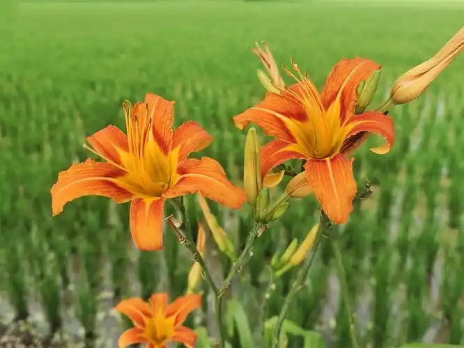 萱草花开秀色可餐
