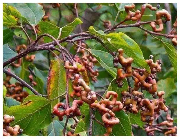 11月霜冻后,山上这"野果"已熟透,长得像"丑"却美味__财经头条