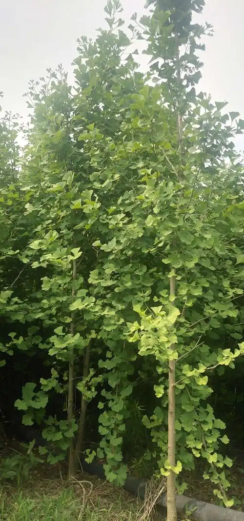 安徽蚌埠绿之源银杏树种植专业合作社