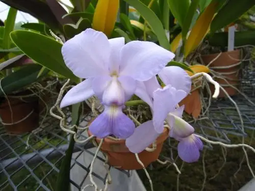 洋兰カトレア原种 青花品种 c.walkeriana(hose x edward)(18)