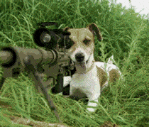 太"暴力"!萌物松鼠竟然用机枪扫射杀鸡