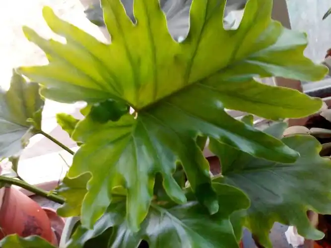 什么植物?很像滴水观音,叶子不像