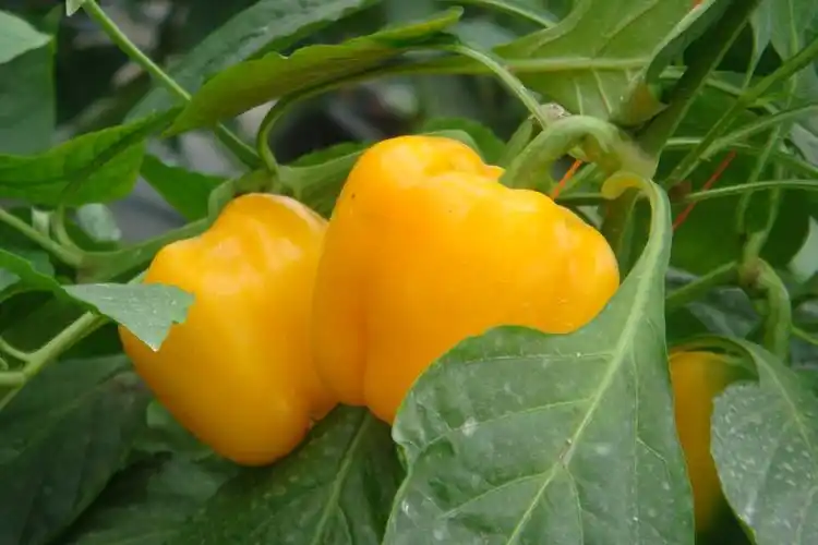 甜椒"两边倒",每亩多产三千斤