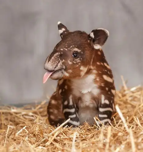 19 adorable pics of the cutest baby animals