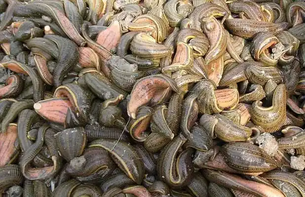 水蛭的市场价格