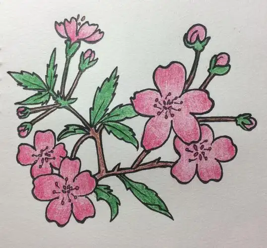 每日一绘039教程零基础学简笔画梅花