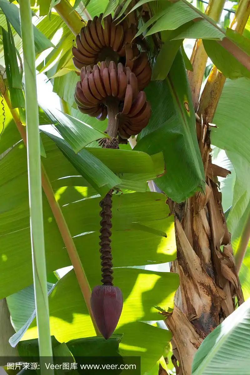 坦桑尼亚阿鲁沙mto wa mbu村的一棵非洲香蕉树上挂着红色香蕉的长茎