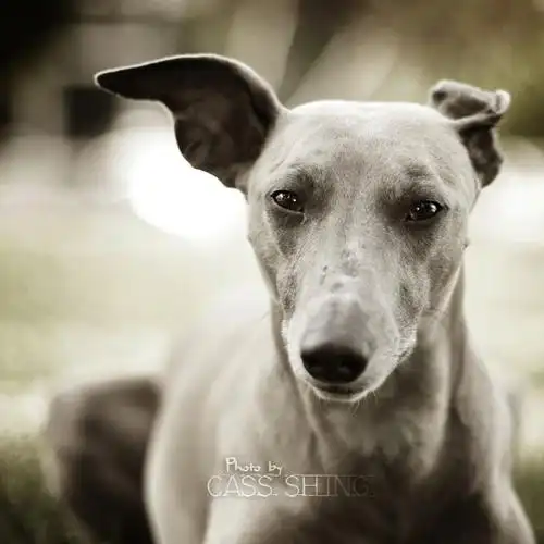 聪敏贴心的灵堤犬伯爵