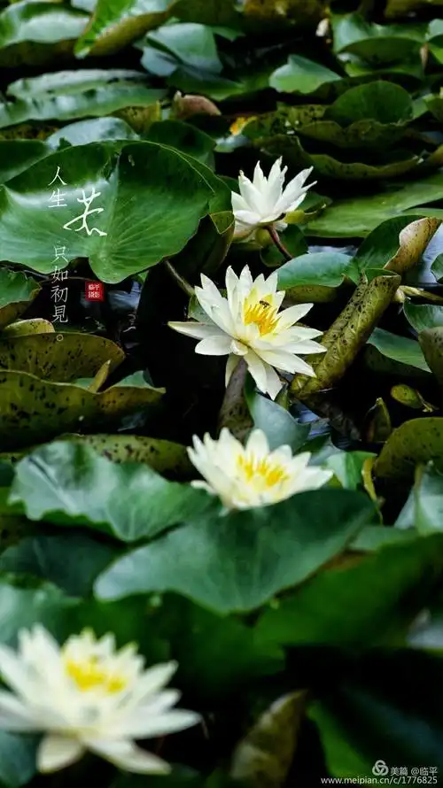 每个人的心中, 都有一朵清净的莲花