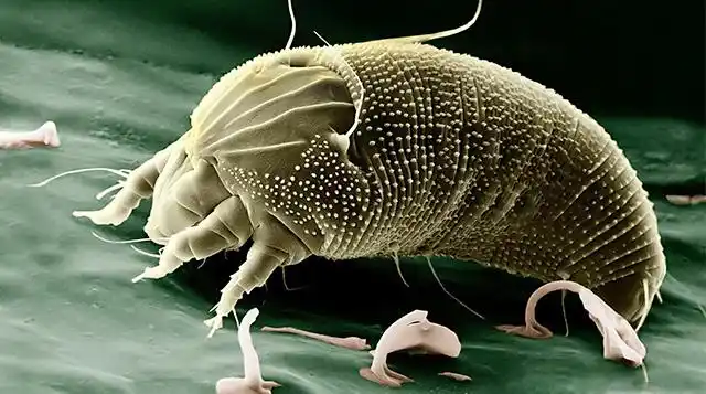 动物寄生虫病学详情-好兽医学堂-中国兽医继续教育平台