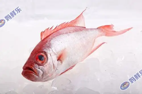 大眼鸡鱼学名大眼鲷纯野生海捕肉质鲜美帮杀好去内脏