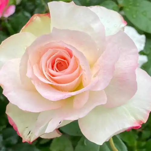 分享图片——粉粉嫩嫩的月季花