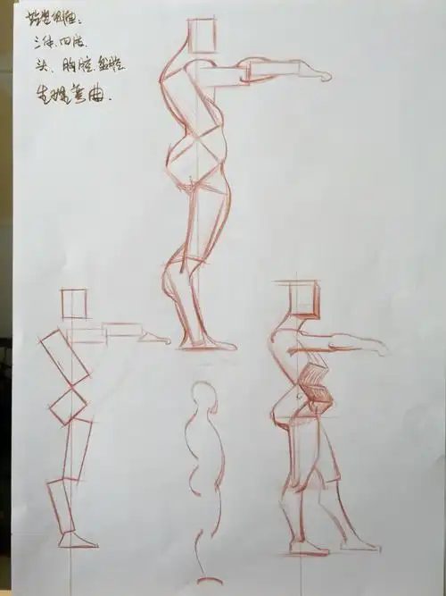 侧面人体的生理弯曲,呈"s"形或"之"字形.一竖两横三体四肢.