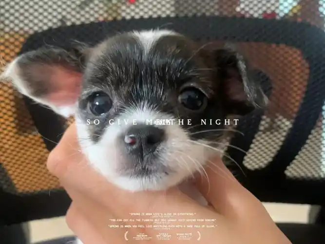 泰迪和吉娃娃的崽崽找新家