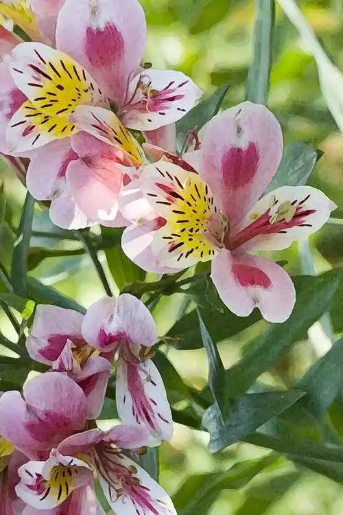 新品鉴赏美丽的六出花