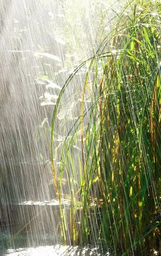 雨中风景高清手机壁纸