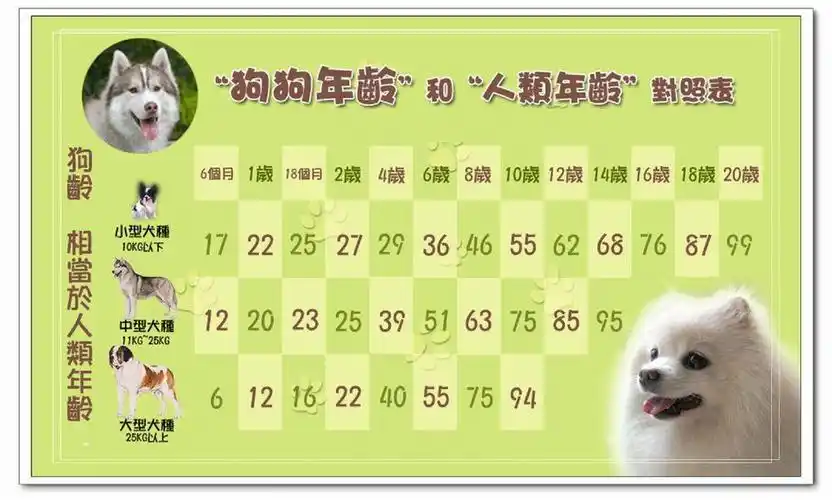 金毛体重对照表