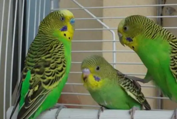 幼年虎皮鹦鹉怎么自己喂养