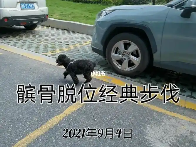 重症转诊中心猫科特色攻略_狗狗_中药_狗狗髌骨脱位_宠物_狗_养狗经验